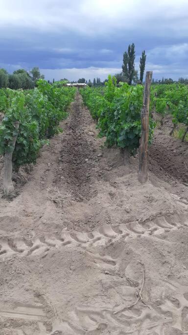 La Casona, Rural En Con Piscina Junin De Mendoza *